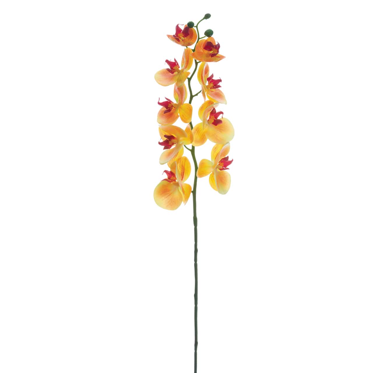 24 Pack: Apricot Phalaenopsis Orchid Stem